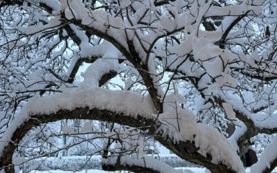 Als alle im Schnee versanken…